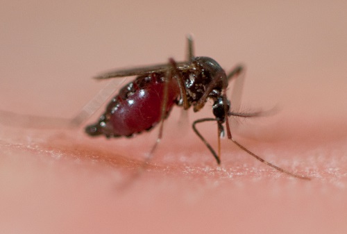 Malaria in Africa: Parasite ‘resistant to&nbsp;artemisinin