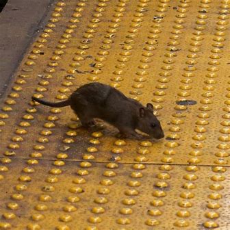 Leptospirosis cases surge in NYC: What to know about the rat-spread infectious&nbsp;disease