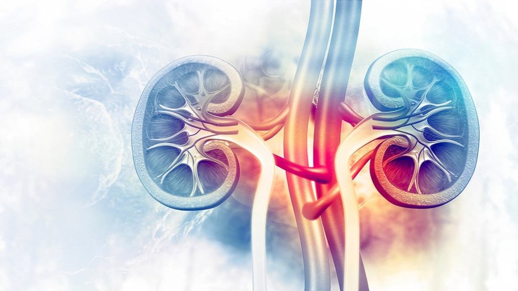 FDA approves Keytruda as adjuvant treatment for kidney&nbsp;cancer