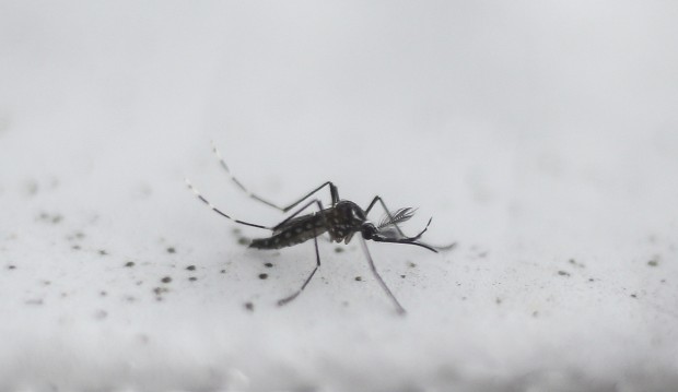 What is Zika?