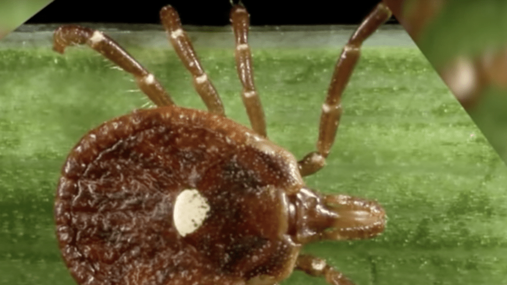 Single tick bite can cause a life-threatening meat allergy:&nbsp;report