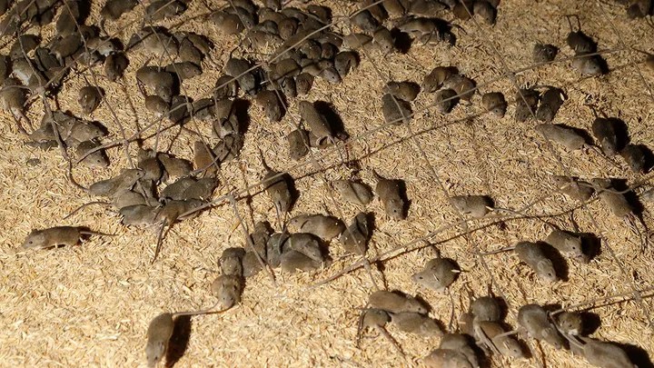 The Bubonic Plague influenced evolution of the human immune system, new study&nbsp;suggests